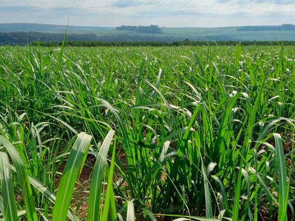 Câmara Setorial de Açúcar, Etanol e Bioenergia é reaberta na Coopershow